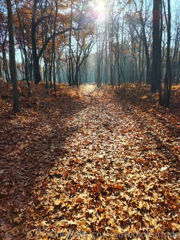 autumnbuttons
