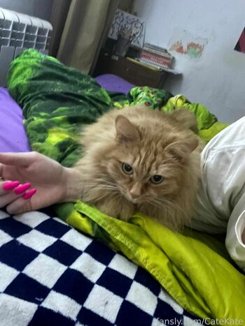 CateKate
