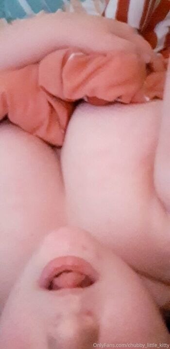 chubby_little_kitty