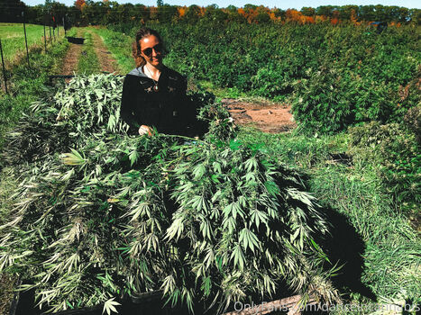 danceincannabis