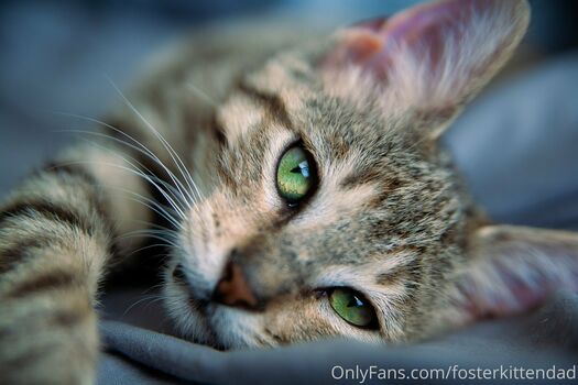 fosterkittendad