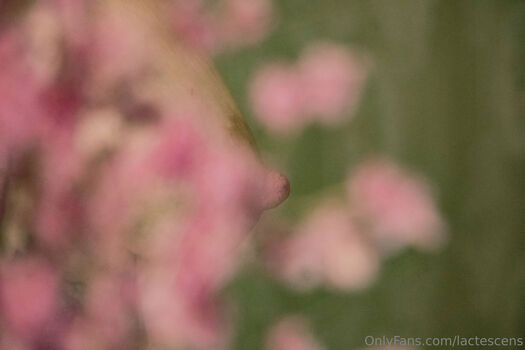 lactescens