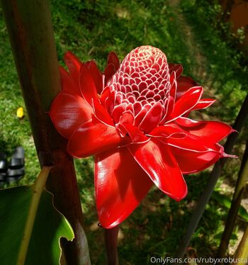 Rubyxrobusta